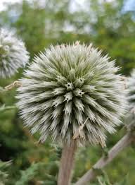 Image result for Echinops spaerocephalus