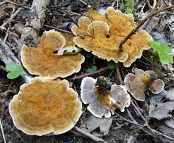 Attēlu rezultāti vaicājumam “Anomoporia bombycina”