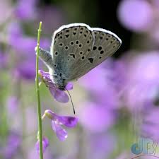 Attēlu rezultāti vaicājumam “Phengaris arion underside”