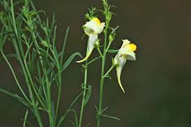 Image result for Linaria vulgaris