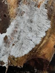 Attēlu rezultāti vaicājumam “Steccherinum fimbriatum”