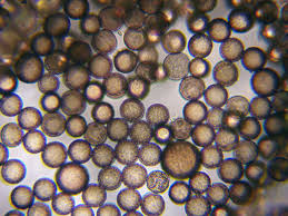 Attēlu rezultāti vaicājumam “Lamproderma violaceum plasmodium”