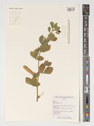 Image result for Lotus tetragonolobus