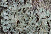 Attēlu rezultāti vaicājumam “Parmelia sulcata”