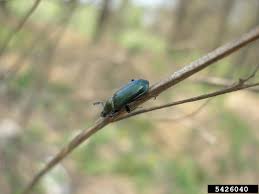 Attēlu rezultāti vaicājumam “Platycerus caraboides”