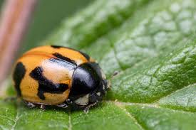 Attēlu rezultāti vaicājumam “Coccinella hieroglyphica”