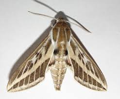 Image result for hawk moth