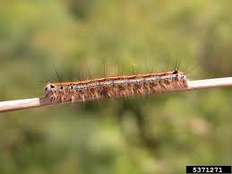 Attēlu rezultāti vaicājumam “Malacosoma neustria”