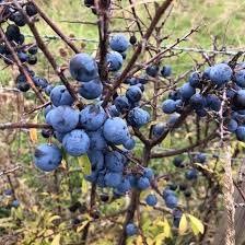 Attēlu rezultāti vaicājumam “Prunus spinosa”