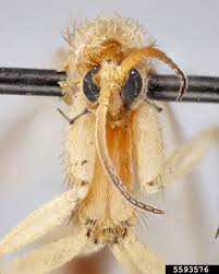 Attēlu rezultāti vaicājumam “Mycetophilidae”