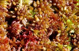 Attēlu rezultāti vaicājumam “Sphagnum capillifolium”