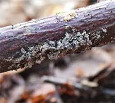 Attēlu rezultāti vaicājumam “Didymium crustaceum macro”