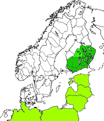Attēlu rezultāti vaicājumam “Rhynchaenus lonicerae”