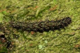 Attēlu rezultāti vaicājumam “Atolmis rubricollis”