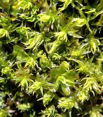 Attēlu rezultāti vaicājumam “Syntrichia”