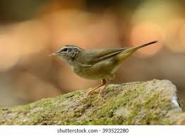 Image result for Phylloscopus schwarzi