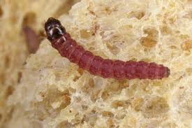 Attēlu rezultāti vaicājumam “Cossus cossus larva”