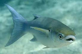 Image result for Crenimugil seheli