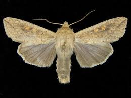 Attēlu rezultāti vaicājumam “Mythimna sp.”