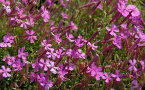 Image result for Silene schafta