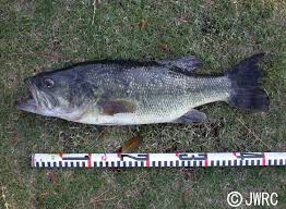 Image result for Micropterus salmoides