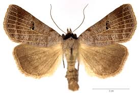 Attēlu rezultāti vaicājumam “Lygephila viciae”