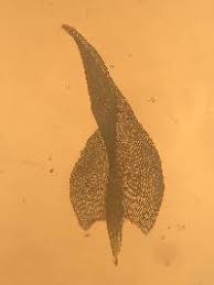 Attēlu rezultāti vaicājumam “Meesia triquetra”