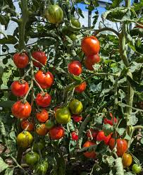 Afbeeldingsresultaat voor CDB tomato