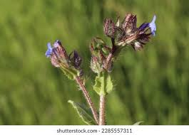Attēlu rezultāti vaicājumam “Anchusa arvensis flower”