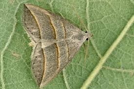 Attēlu rezultāti vaicājumam “Colobochyla salicalis”