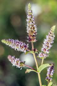 Attēlu rezultāti vaicājumam “Mentha spicata flower”