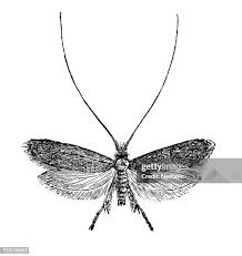 Attēlu rezultāti vaicājumam “Nemophora metallica”