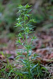 Attēlu rezultāti vaicājumam “Lithospermum officinale”