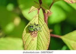 Attēlu rezultāti vaicājumam “Palomena prasina”