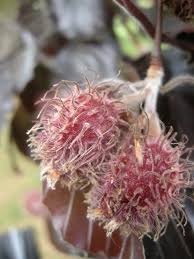 Attēlu rezultāti vaicājumam “Fagus sylvatica flower”