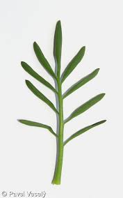Attēlu rezultāti vaicājumam “Cardamine pratensis leaf”