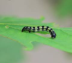 Attēlu rezultāti vaicājumam “Agriopis leucophaearia”