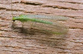 Attēlu rezultāti vaicājumam “Neuroptera”