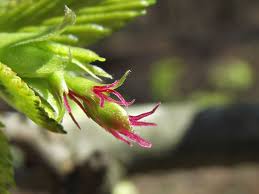 Attēlu rezultāti vaicājumam “Carpinus betulus female flower”