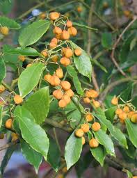 Attēlu rezultāti vaicājumam “Euonymus fruit”