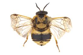 Attēlu rezultāti vaicājumam “Diprion pini female”