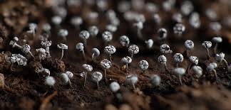 Attēlu rezultāti vaicājumam “Physarum globuliferum spores”