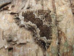 Attēlu rezultāti vaicājumam “Lampropteryx suffumata”