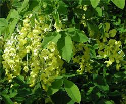 Image result for Laburnum anagyroides