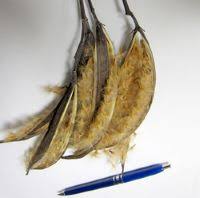 Attēlu rezultāti vaicājumam “Scheuchzeriaceae”