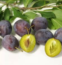 Attēlu rezultāti vaicājumam “Prunus domestica subsp. domestica”