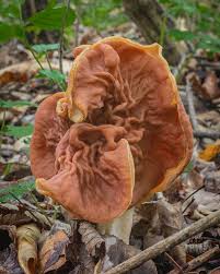 Attēlu rezultāti vaicājumam “Gyromitra”