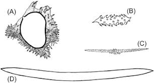 Attēlu rezultāti vaicājumam “Spongia”