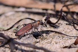 Attēlu rezultāti vaicājumam “Cicindela sylvatica imago”