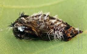 Attēlu rezultāti vaicājumam “Lymantria monacha pupa”